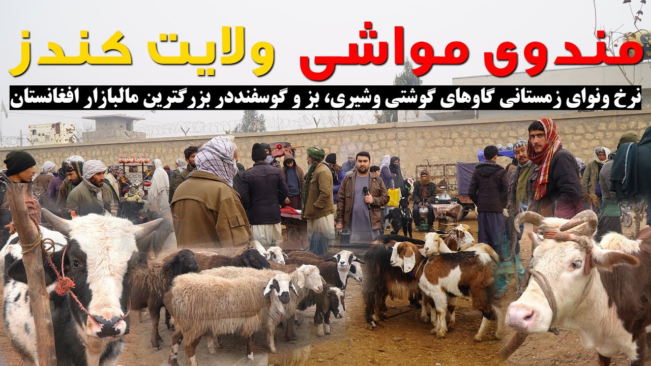 نرخ ونوای زمستانی مواشی در بزرگترین مالبازار افغانستان - کندز | قیمت گاو، گوساله و بز وگوسفند