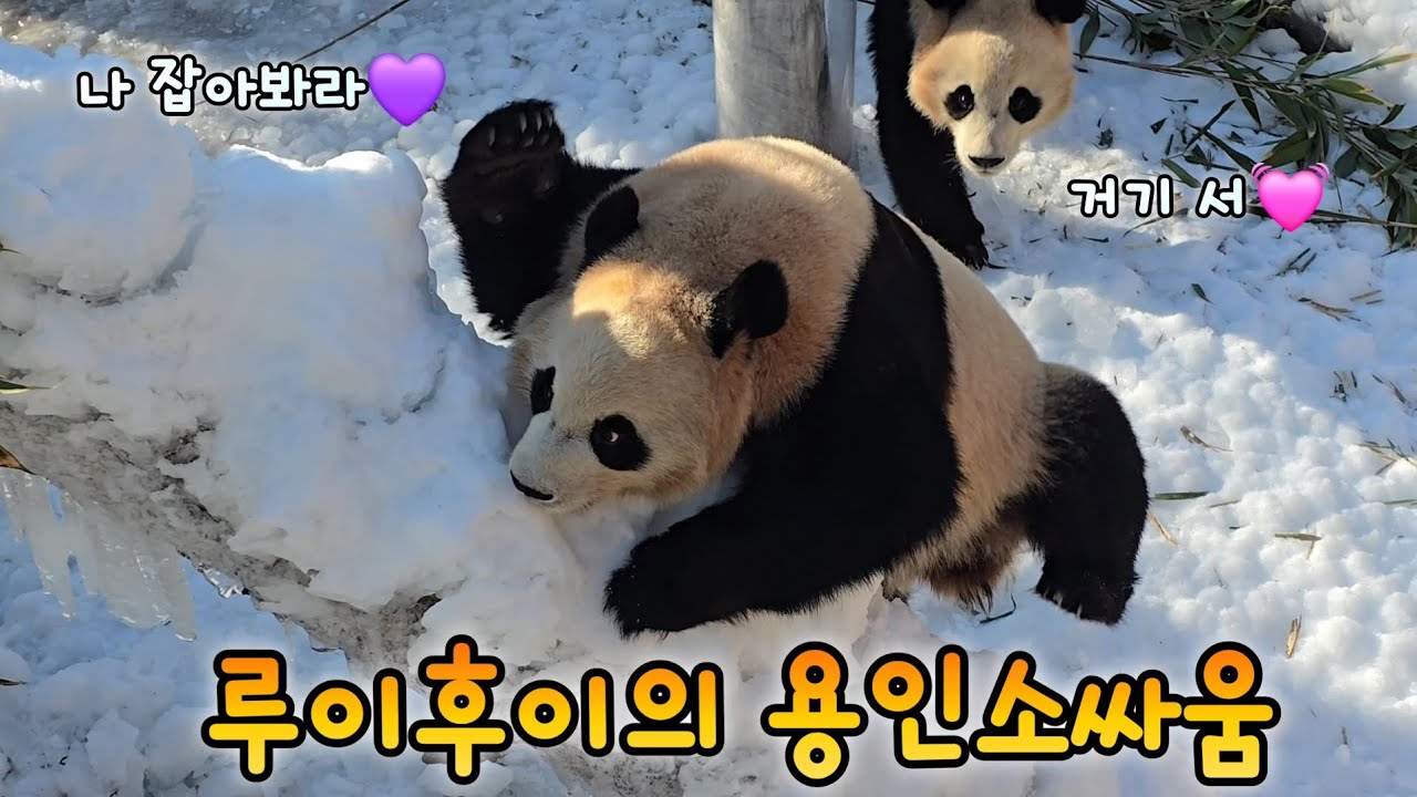 루이후이 야외 눈에서 역대급 우당탕탕 잡기놀이💕 우다다 귀여워요 26.01.06 Ruibao Huibao 