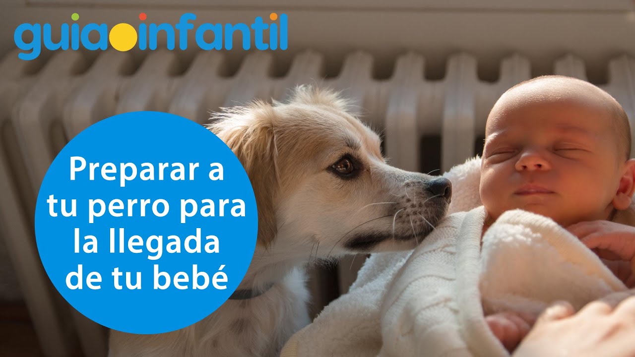 Cómo entrenar a tu perro para la llegada del bebé recién nacido 🐶👶 | Relación entre mascota y niño