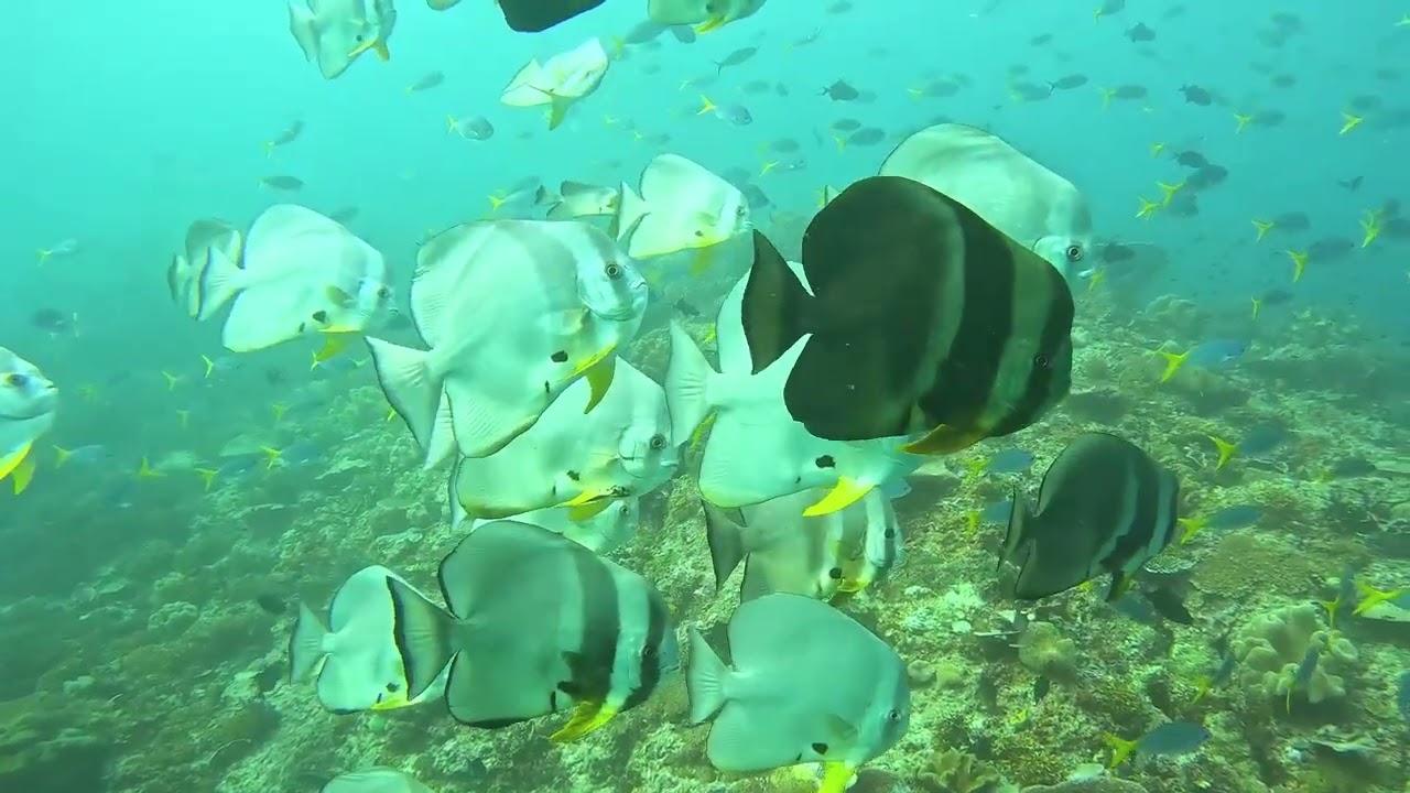 Longfin batfish school at Citrus Ridge, Raja Ampat, Indonesia.