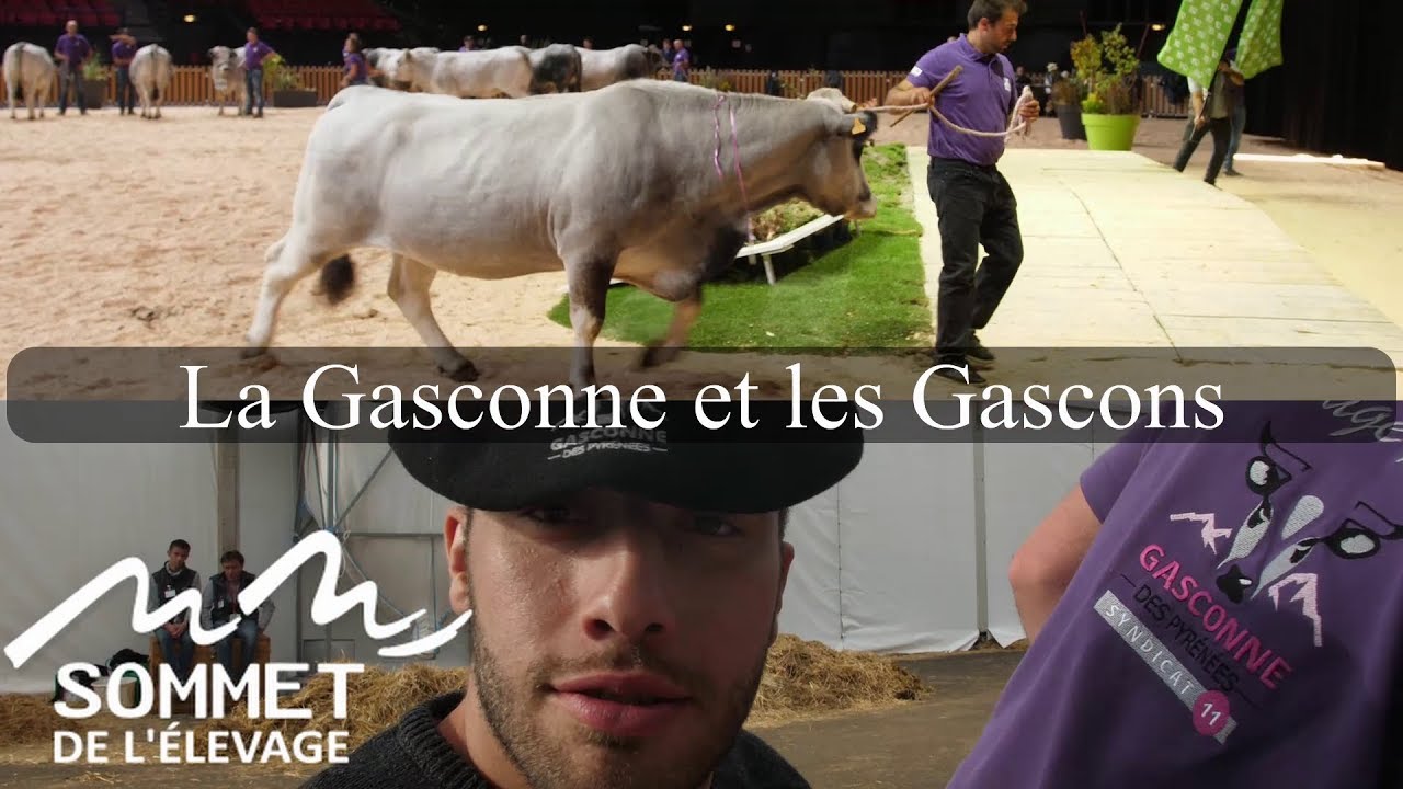 La Gasconne et les Gascons au sommet de l'&eacute;levage 2019