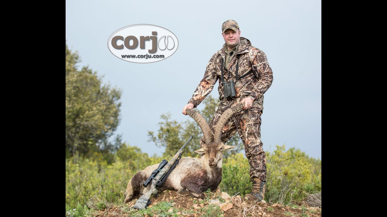 Trophy beceite ibex hunt with Corju Hunting