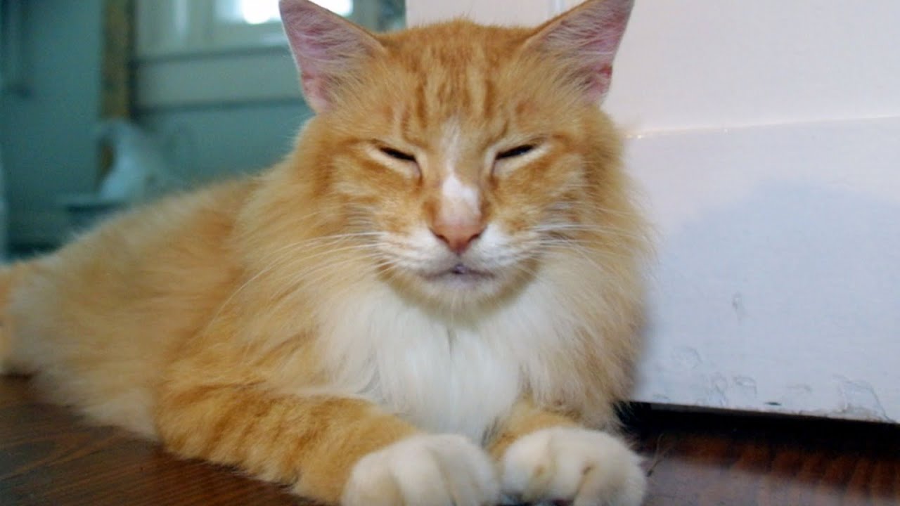 Why So Many Six-Toed Cats Live At The Hemingway House