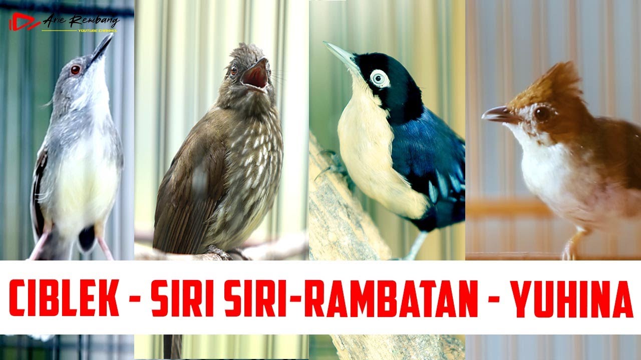 MASTERAN CIBLEK - RAMBATAN - SIRI SIRI - YUHINA