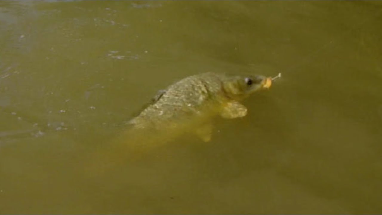 Stalking Carp with the G. Loomis Shorestalker
