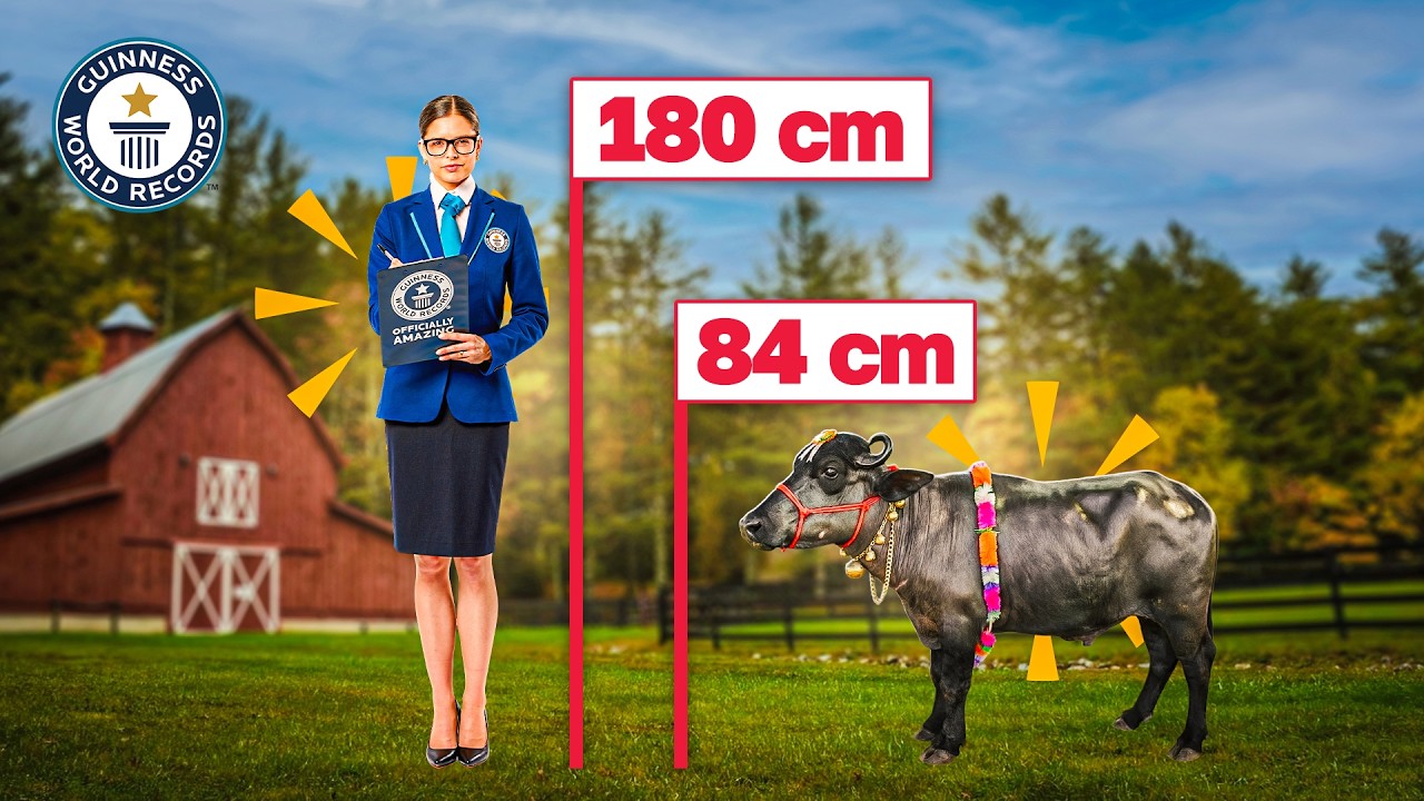 Smallest Water Buffalo in the World | Guinness World Records