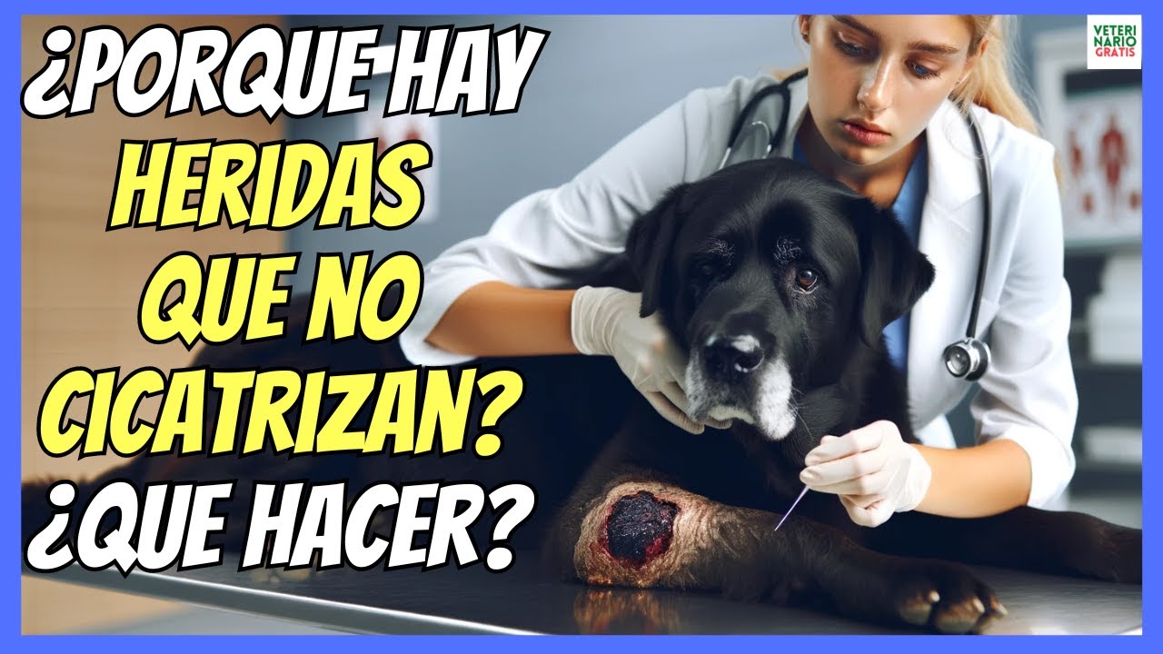 🔴 &iquest;PORQUE HAY HERIDAS EN PERROS QUE NO CICATRIZAN? &iquest;QU&Eacute; HACER? 🔴