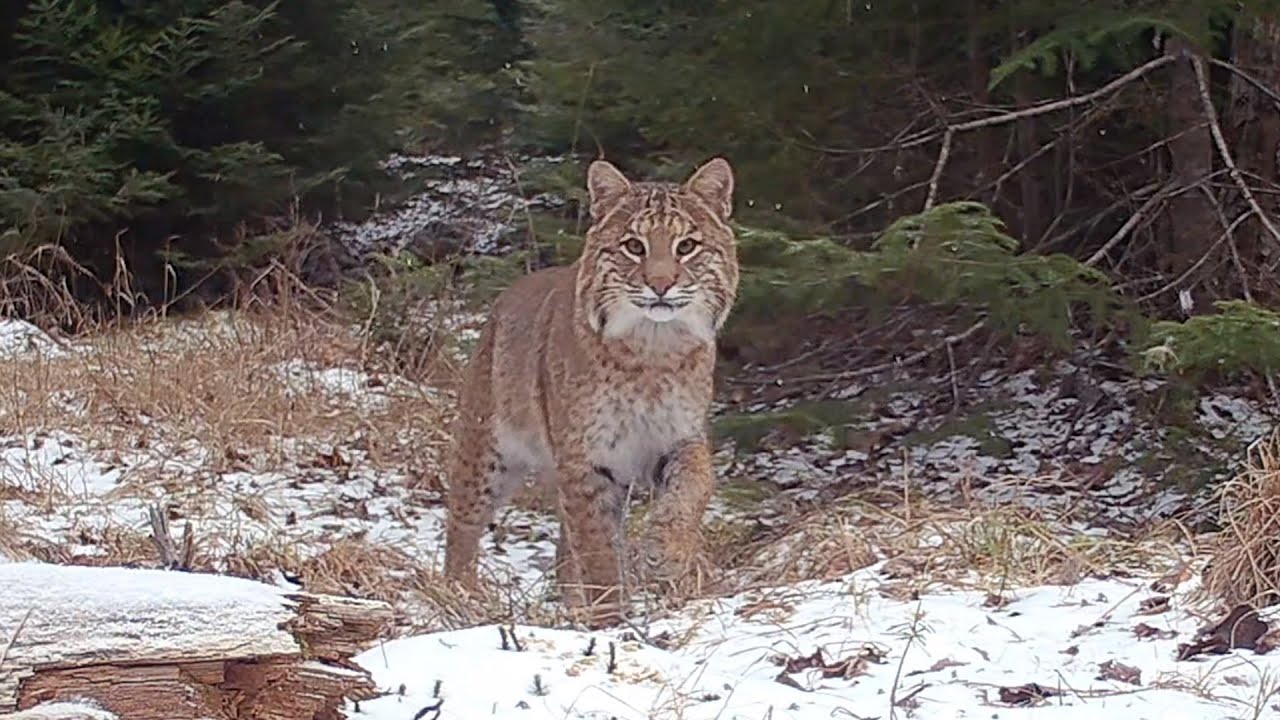 Downeast  Maine Wildlife Dec 2024 -Jan 2025