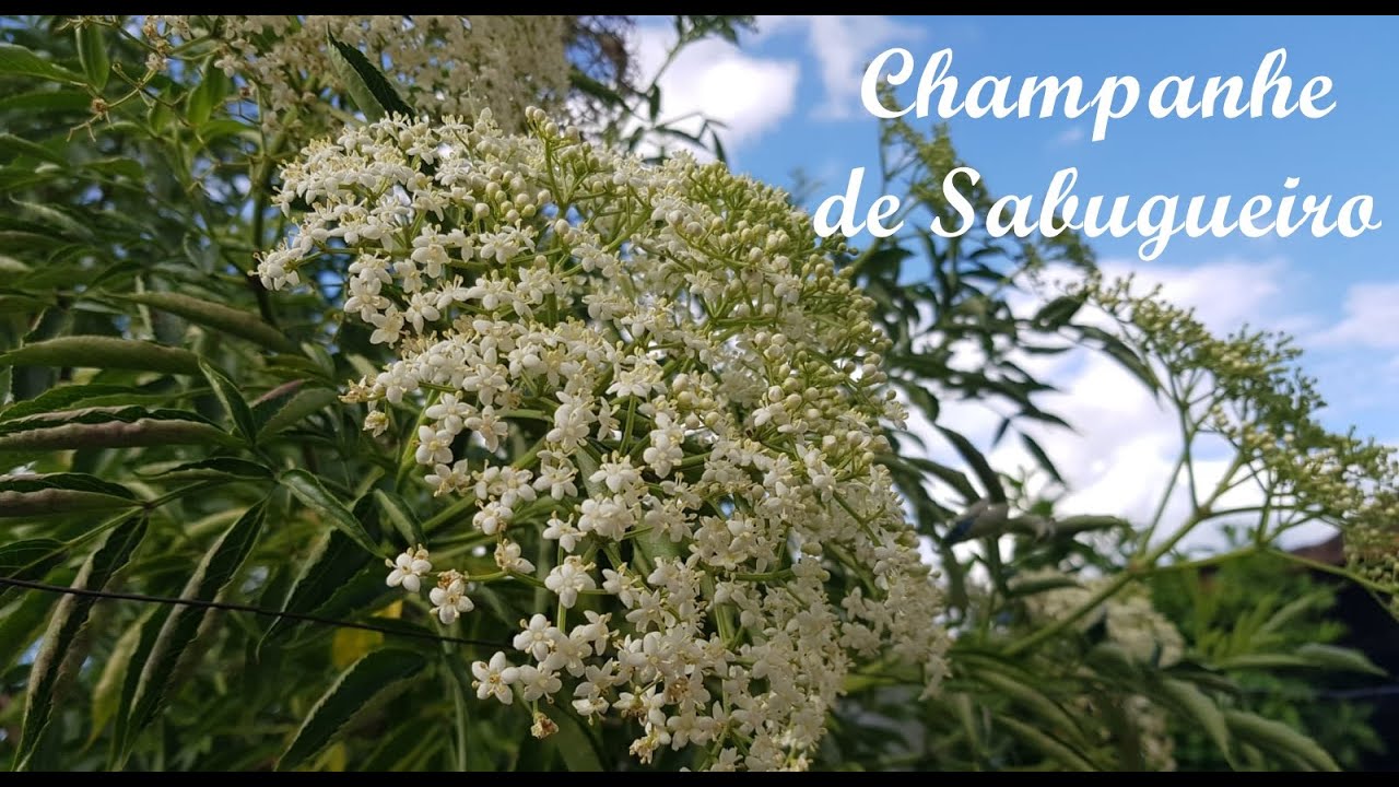 CHAMPANHE DE SABUGUEIRO