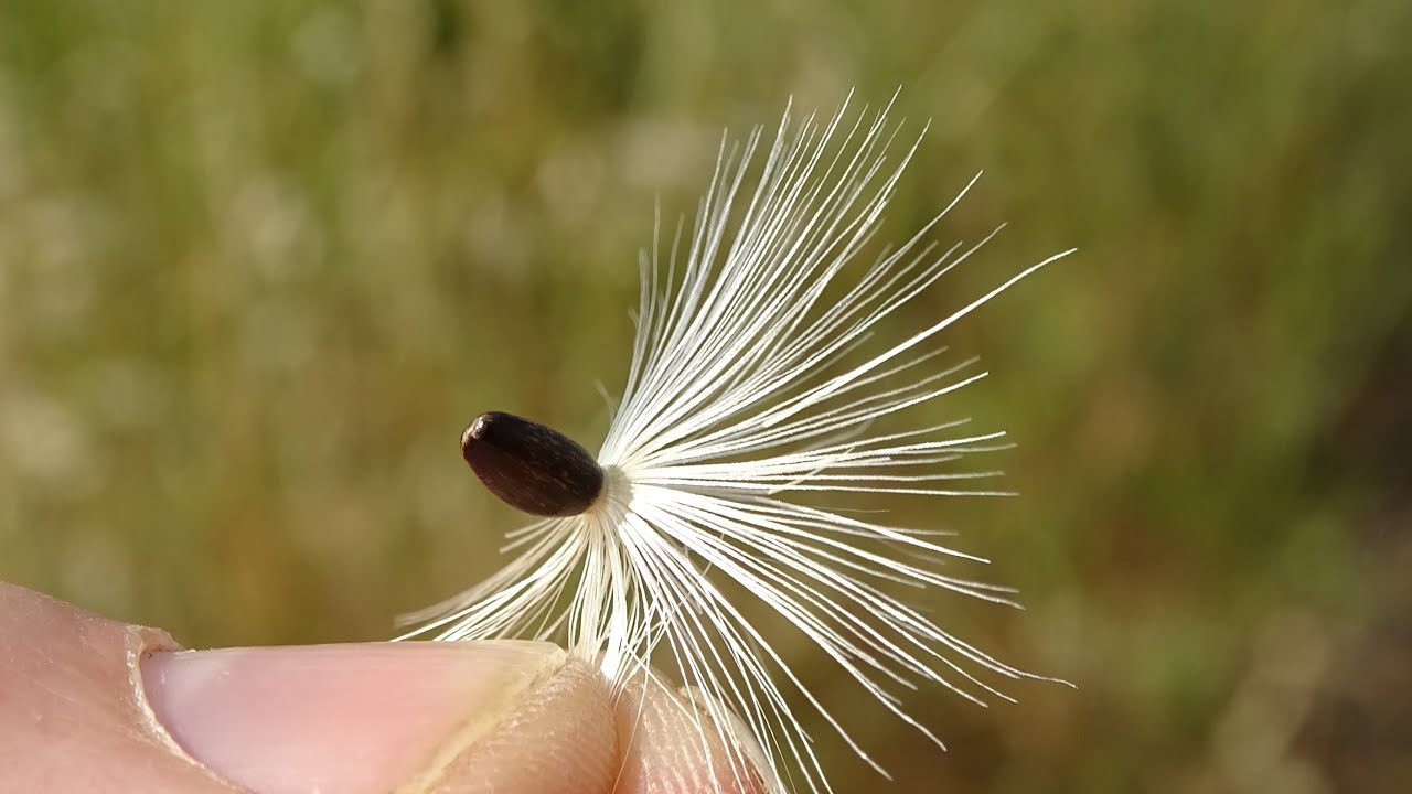 La semilla del Cardo Mariano