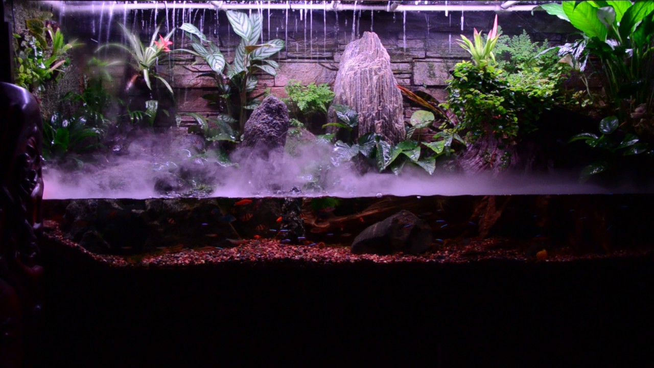Paludarium.Thunderstorm  Paludarium