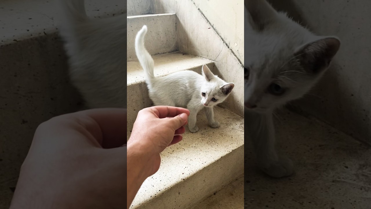 Adopting Stray Cat #catshorts