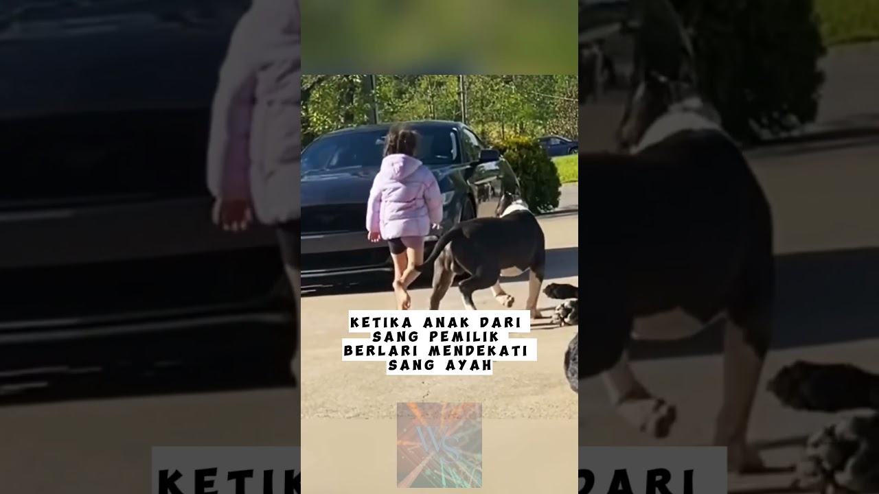 4 Anjing Penjaga Anak Kecil ❗❗🔥 #windusarrr #facts #shortvideo #shorts