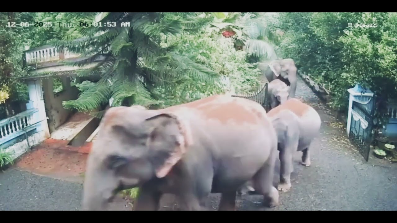 വീട്ടുമുറ്റത്ത് വരിവരിയായി കാട്ടാനക്കൂട്ടം മലയാറ്റൂർ ..... #youtubeshorts #love #farmily