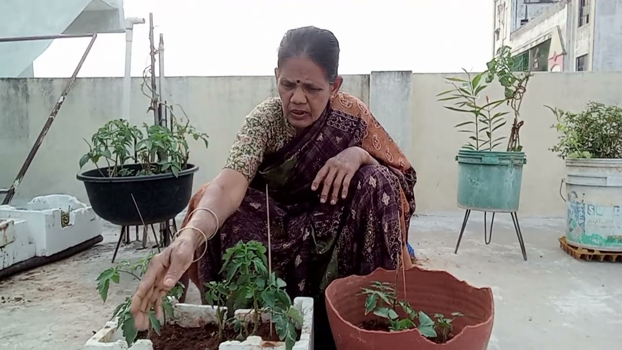 వేస్ట్ కుండలో టమాట మొక్కలు ఎలా పెంచాలి#plants#terracegarden#gardening@MVimala2025
