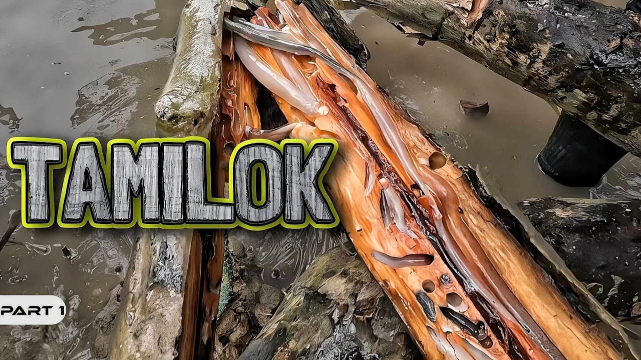 P1-Tamilok - EP1039