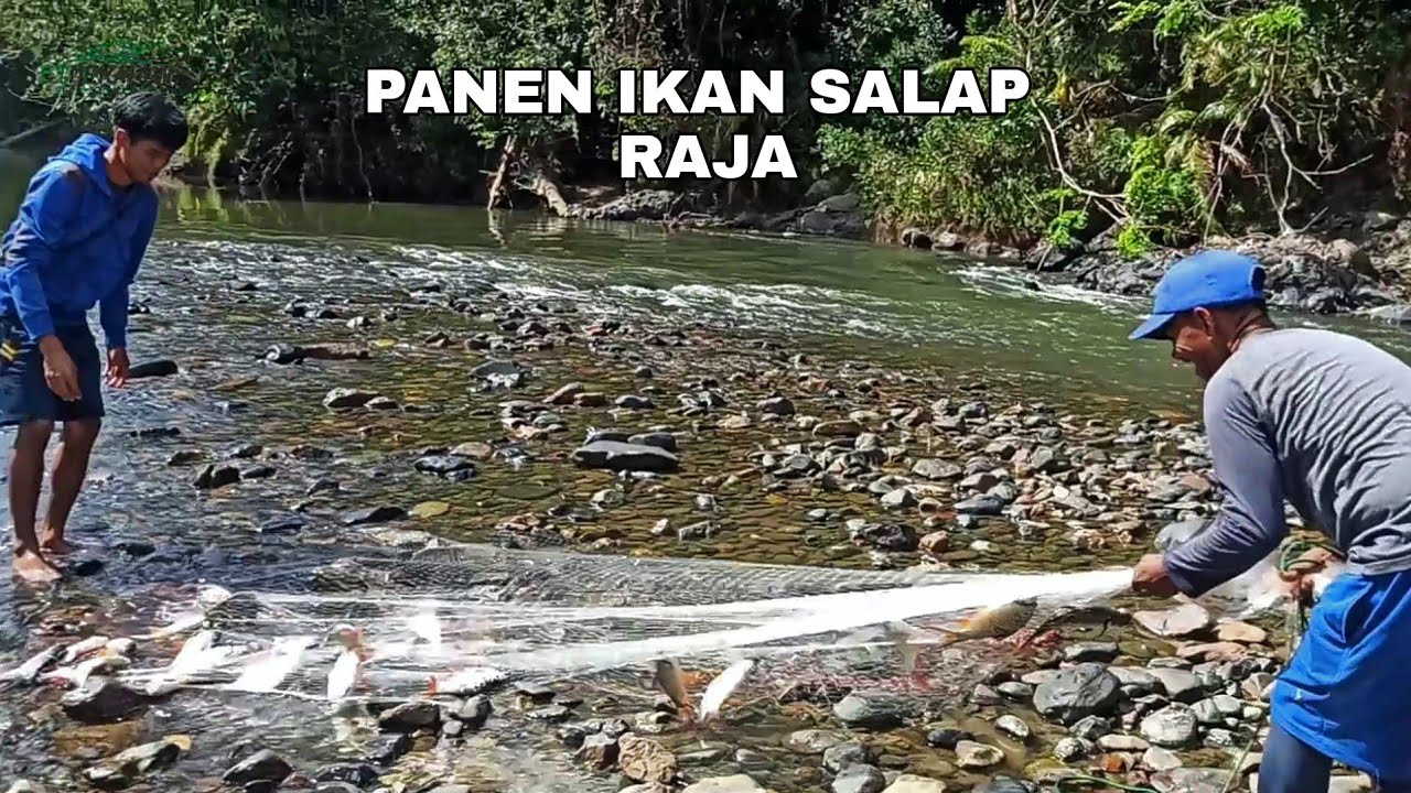 BINGUNG BUANG JALA DIMANA, SEMUA TEMPAT ADA IKAN || IKAN RAJA