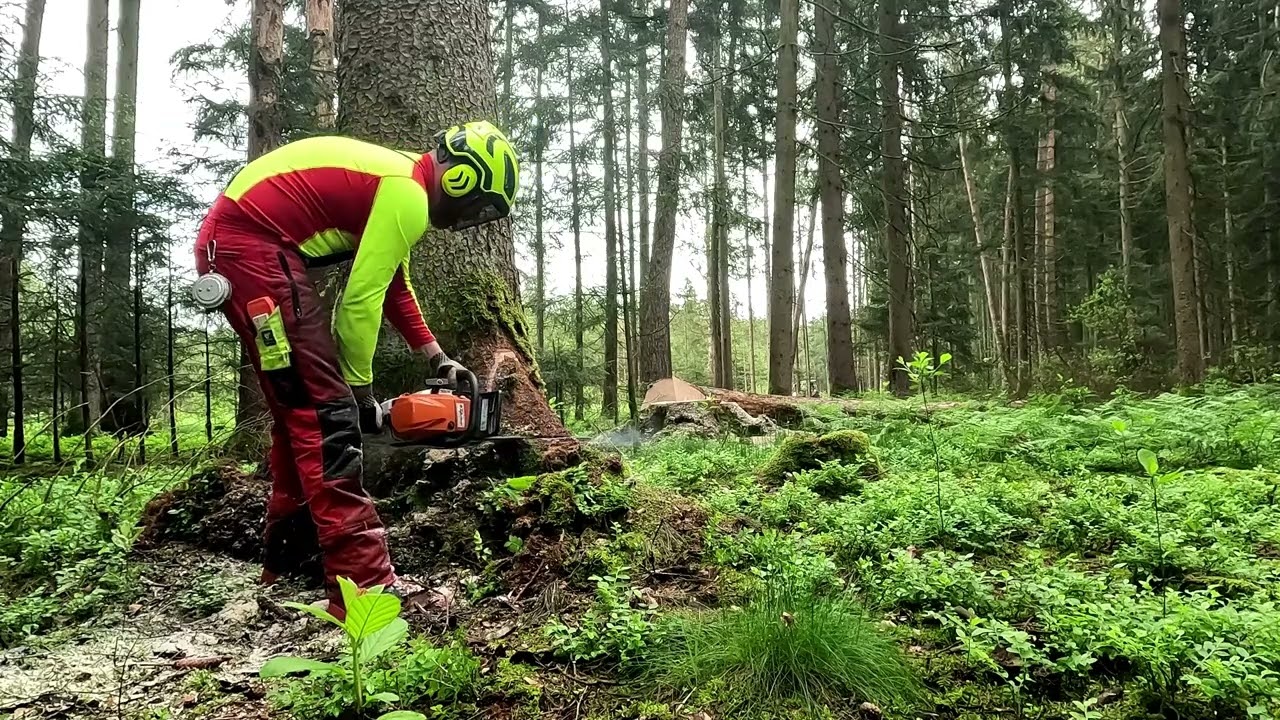 Wieder im Wald mit Forstreich TR 24 HD und Stihl MS 400 c