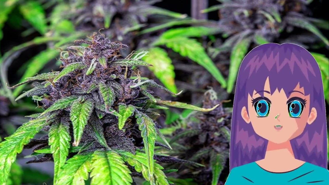 Purplematic CBD &ndash; Royal Queen Seeds