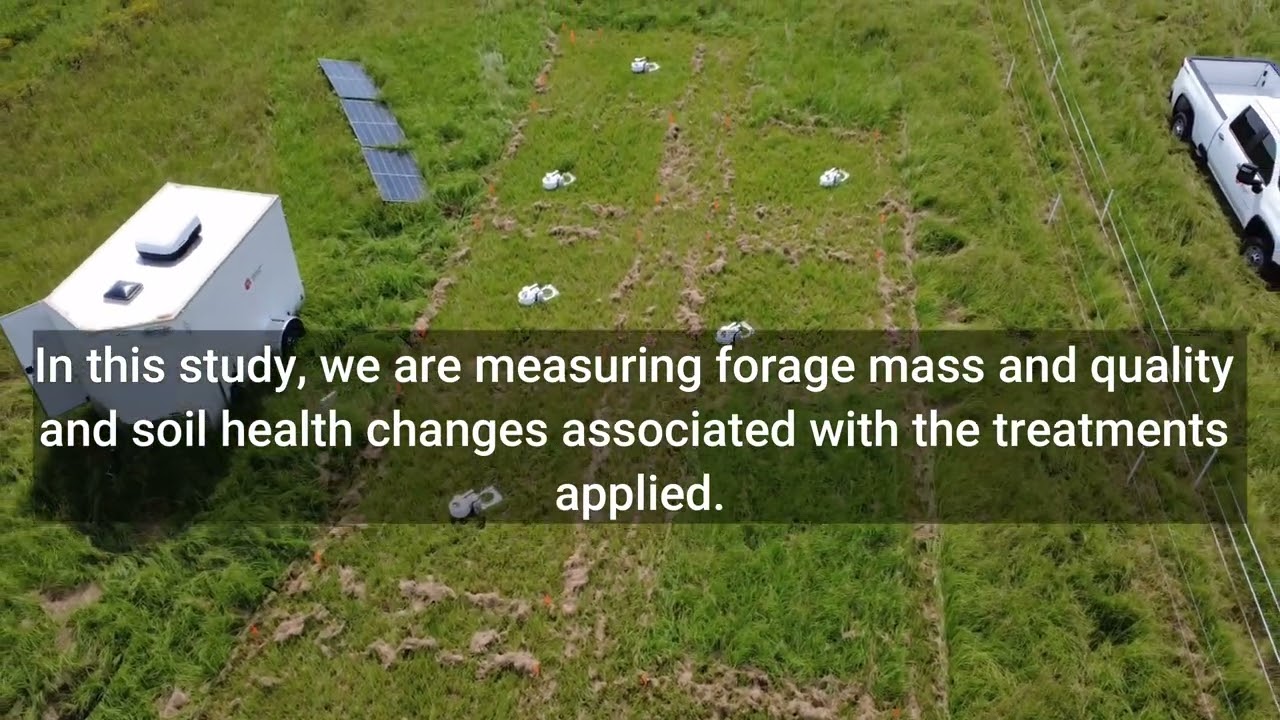 Nitrogen management strategies on Bahiagrass: soil gas emissions & forage production