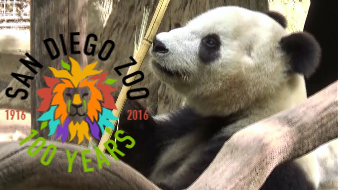 San Diego Zoo Tour & Review