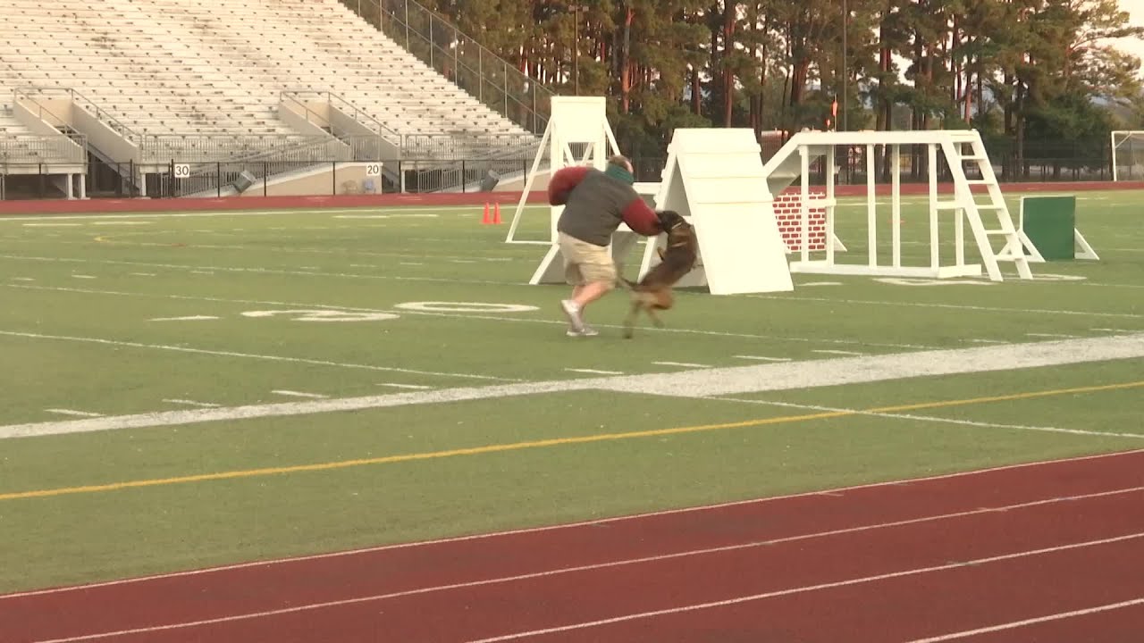 K9 demonstrates criminal apprehension