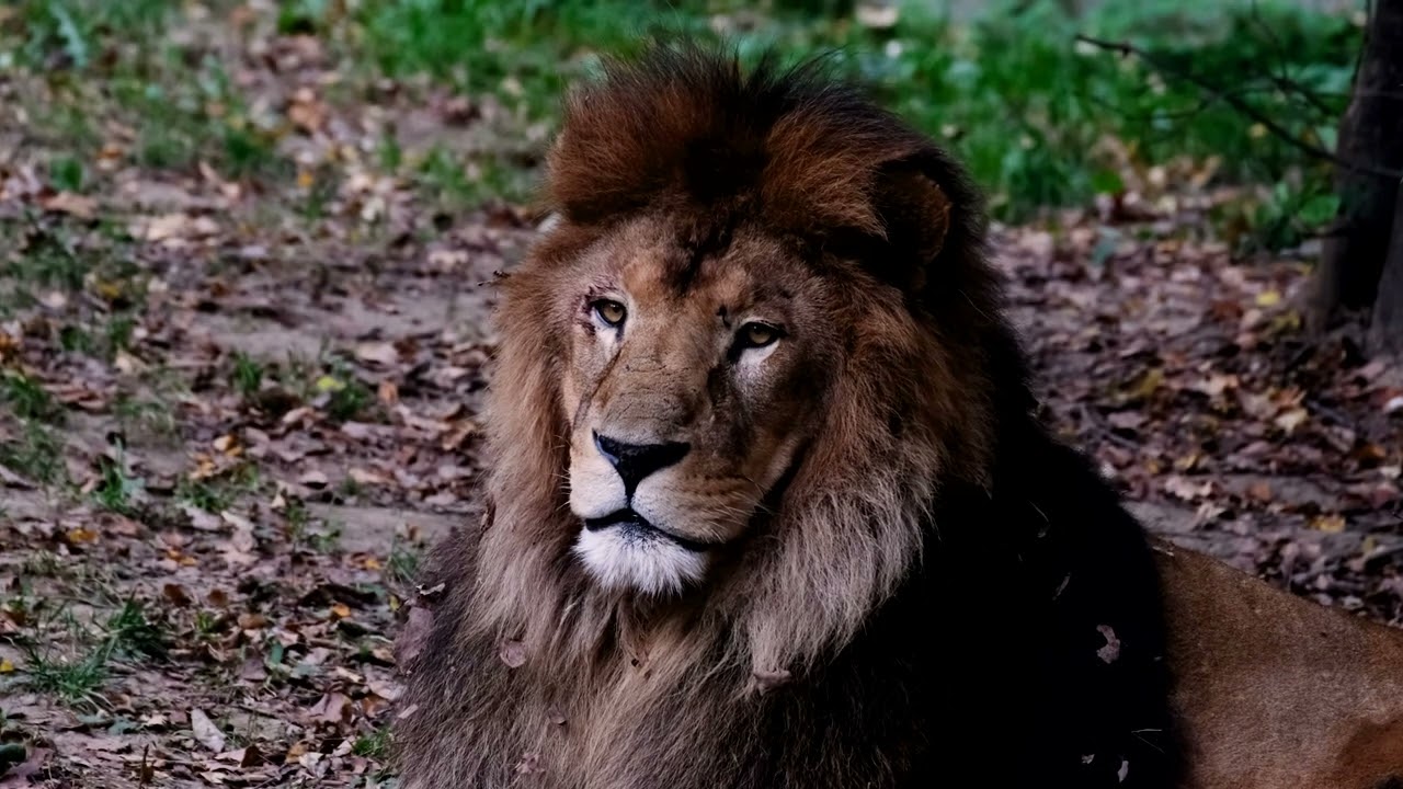 Lion Footage l Free Stock Footage | No Copyright Videos | Creative Common !
