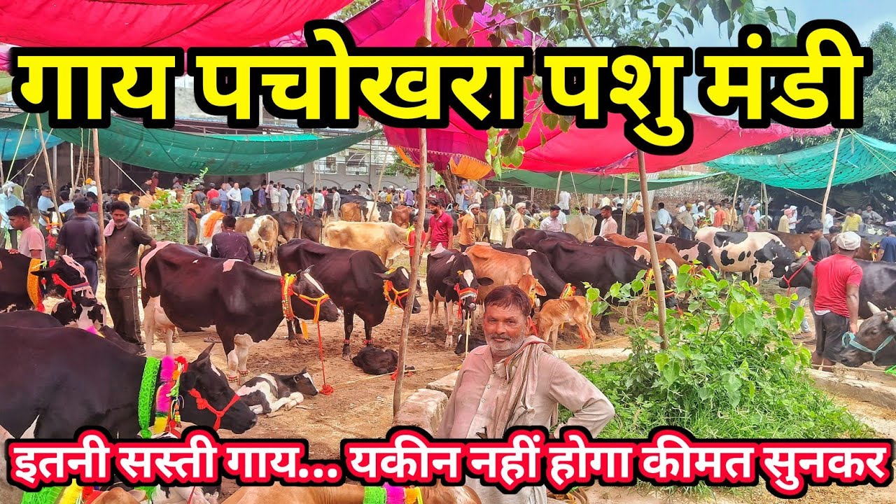 गाय पचोखरा पशु मंडी | इतनी सस्ती गाय की कीमत सुनकर चौंक जाएंगे | Cow Market