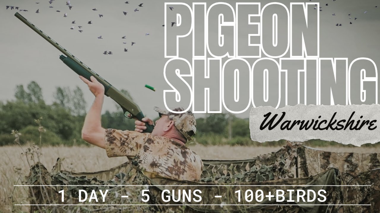 Pigeon Shooting - Warwickshire UK -  Decoying 100+ Birds Over Wheat - 3 New Shotguns for 2024
