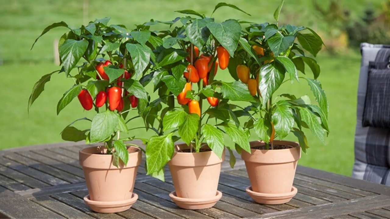 Come seminare i peperoni in semenzaio - Nell'orto con l' Isola che non c'è