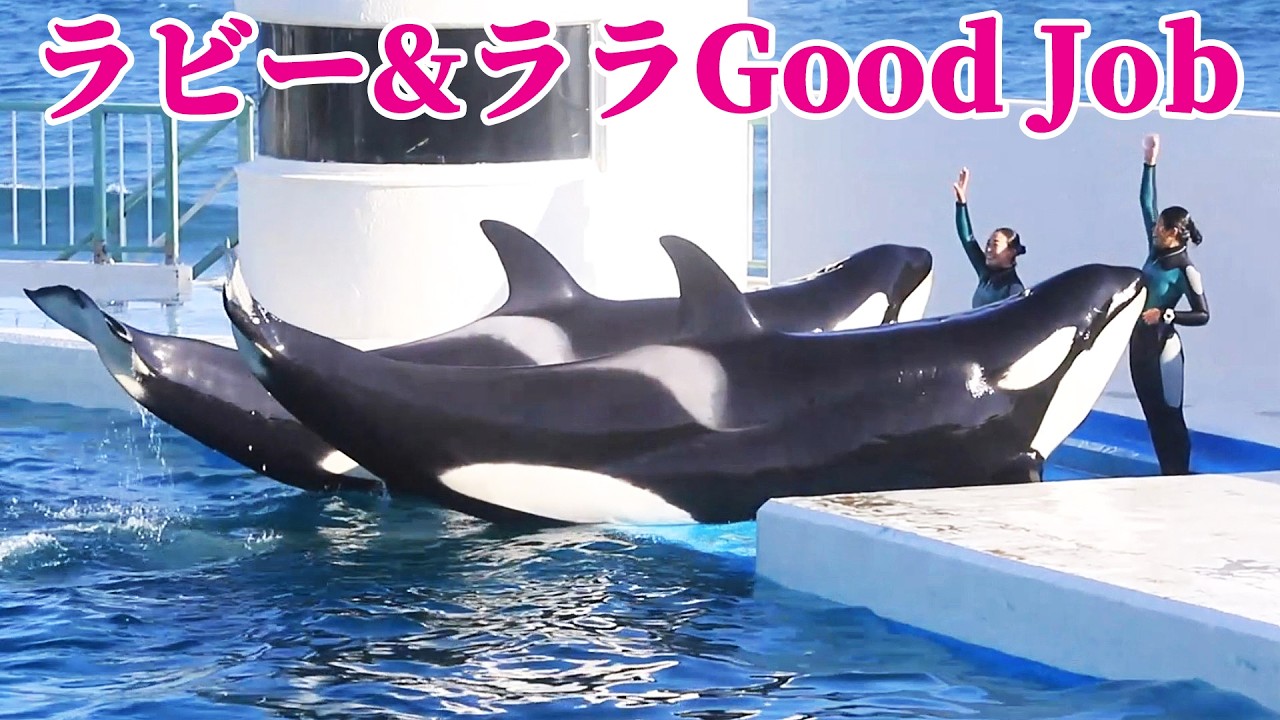 キレッキレシャチパフォーマンス最高!! 鴨川シーワールド シャチショー KamogawaSeaWorld  orca killerwhale