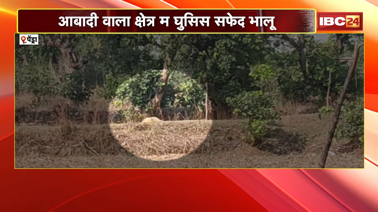Pendra Bear Attack News : आबादी वाला क्षेत्र म घुसिस सफेद भालू | भालू के हमला ले 1 ग्रामीन घायल