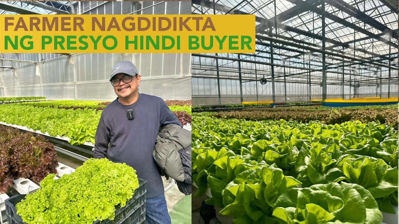 WOW! 5 Tons a Week Lettuce Harvest and Going 15 Tons in the Next Months!