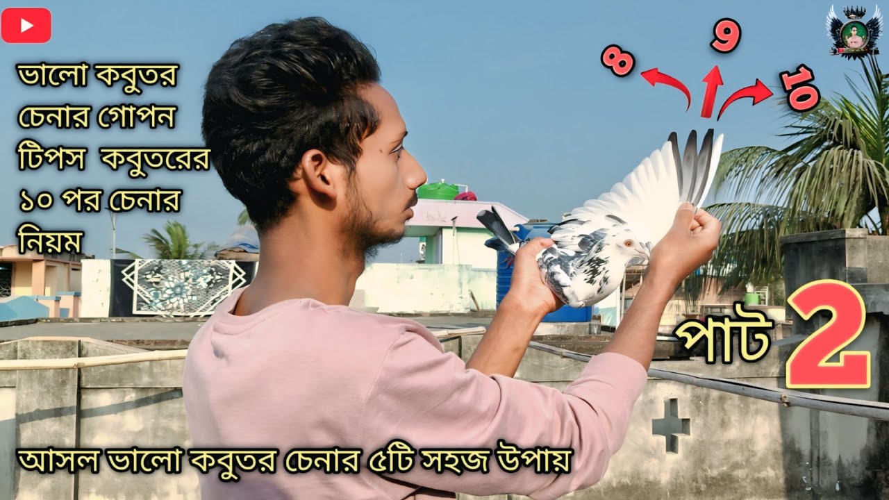 ভালো জাতের কবুতর চেনার সেরা কৌশল | How to Identify High-Quality Pigeons 🥰 #pigeon #IS pigeon 🕊️