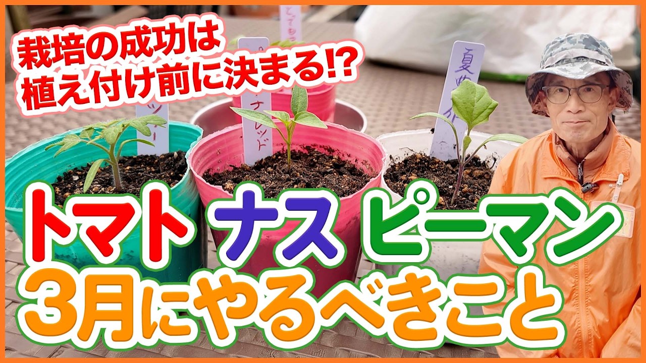 【トマト・ナス・ピーマン栽培】3月にやるべき重要作業！失敗しない準備とポイントを解説！【シェア畑】【農園ライフ】