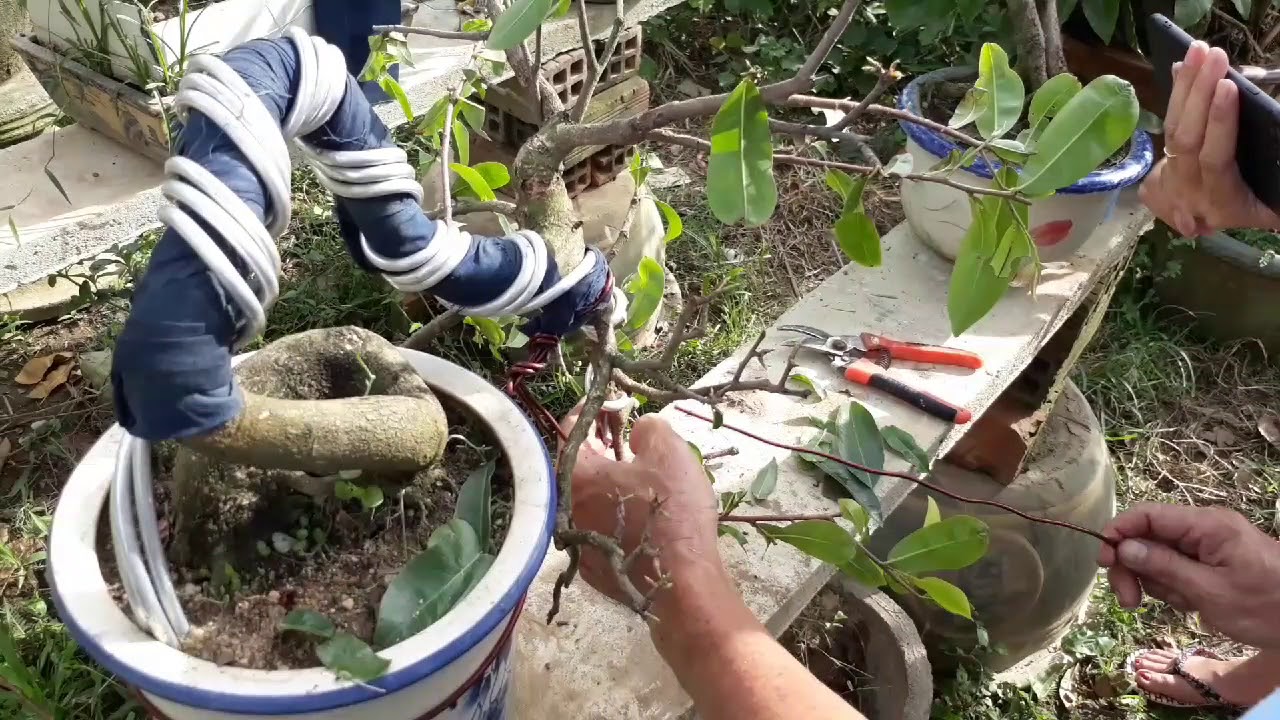 Tạo dáng quái cho cây mai bonsai