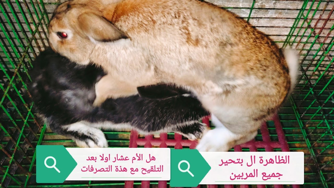هل كل الأمهات ال بتزوم وبتطلع صوت وبترفض التلقيح والعصبية تبقى عشار شوف الفيديو المهم دا عملى 👍👍
