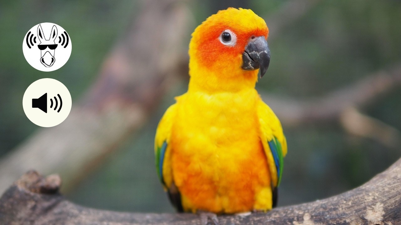 Cri unique du Conure Soleil 🦜🌞 | sun conure sounds 🦜🎶