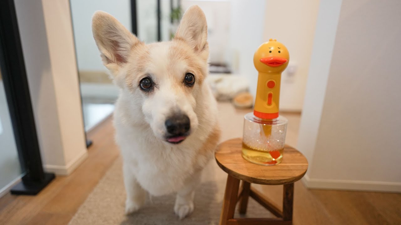 休日なのに朝の5時半に起こされたので、地獄の犬洗い決定です！