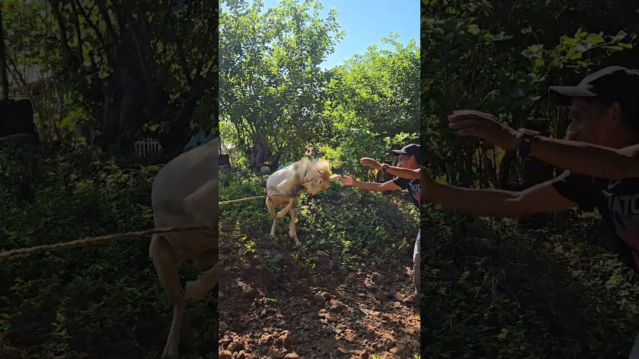 #videosdecampo #video#shorts#video viral#marquez jugando con el cabrito😁