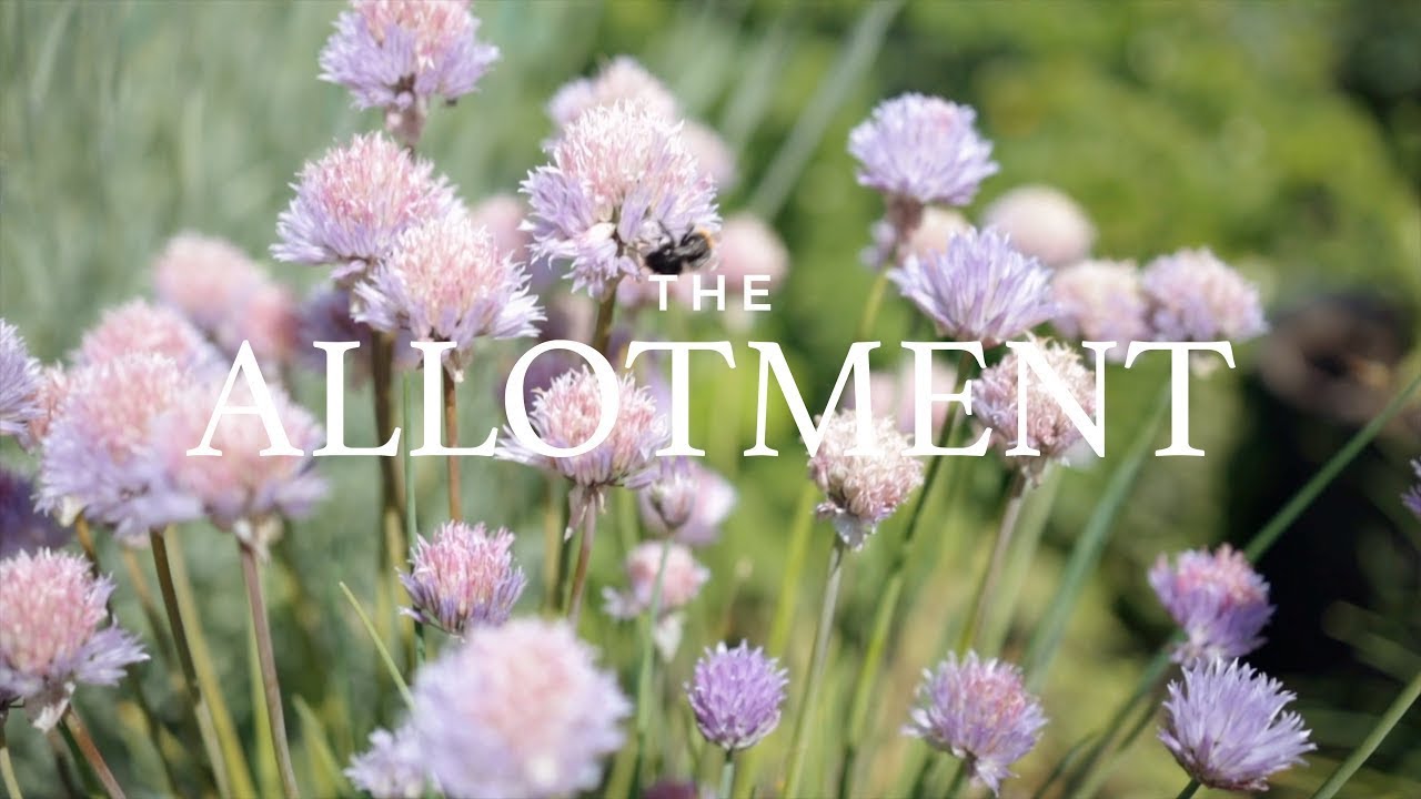 The Allotment | ENGLAND