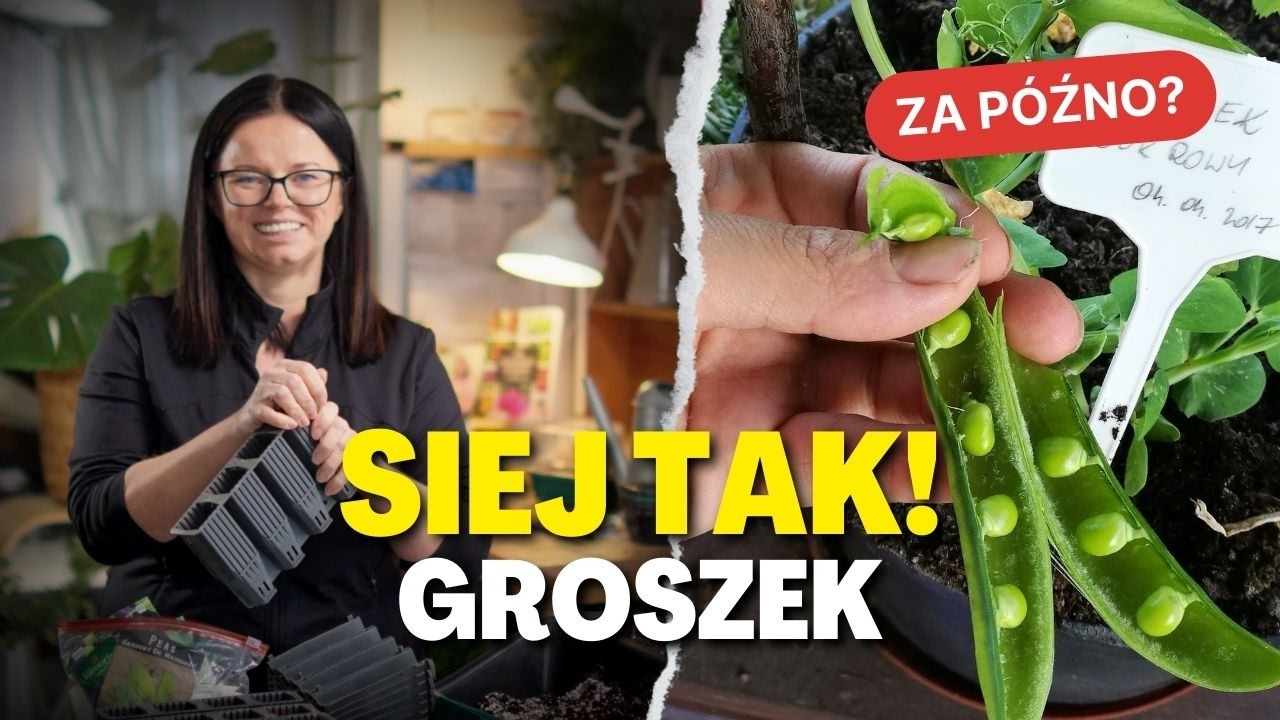 Tak sieję groszek, żeby mieć go wcześniej niż sąsiedzi