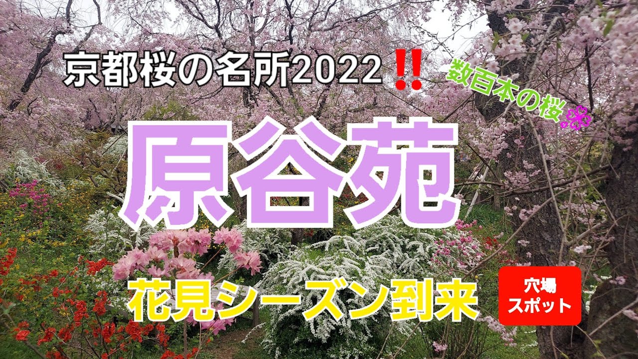 【原谷苑】京都の桜の名所で花見をして来た2022。知る人ぞ知る穴場スポット。