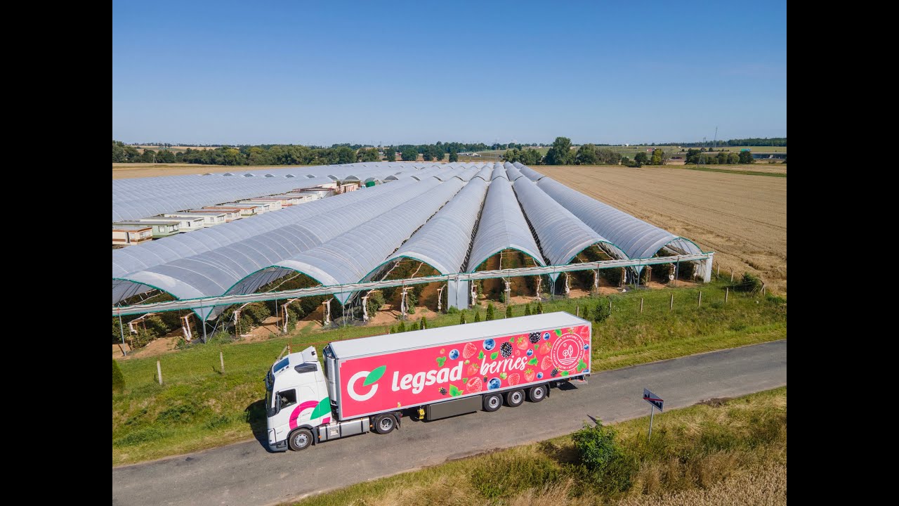 Logistyka owoców jagodowych – czy można obniżyć koszty transportu?