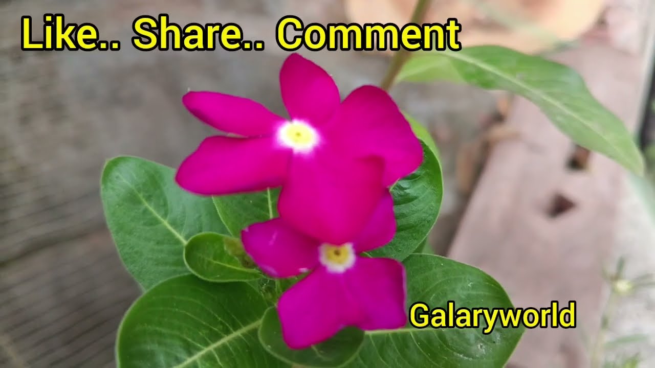 ഭാമ കിടപ്പിലാകുന്നു. സമനില തെറ്റി രാഘവൻ നായർ. .. || Episode 1386,1387 || || 03-02-2026 || 