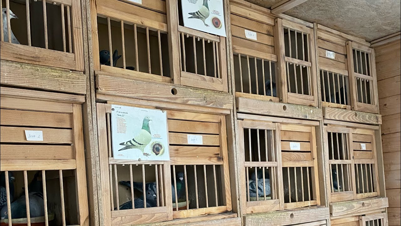 Start reproducție 15/12/2023 breading loft 🕊️🇹🇩