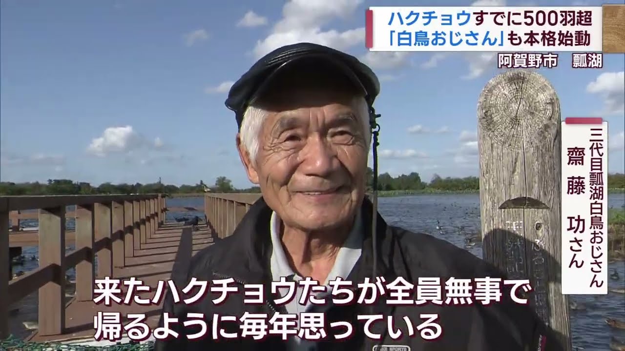冬の使者･ハクチョウが瓢湖に飛来「おじさん」も本格始動【新潟･阿賀野市】スーパーJにいがた10月11日OA