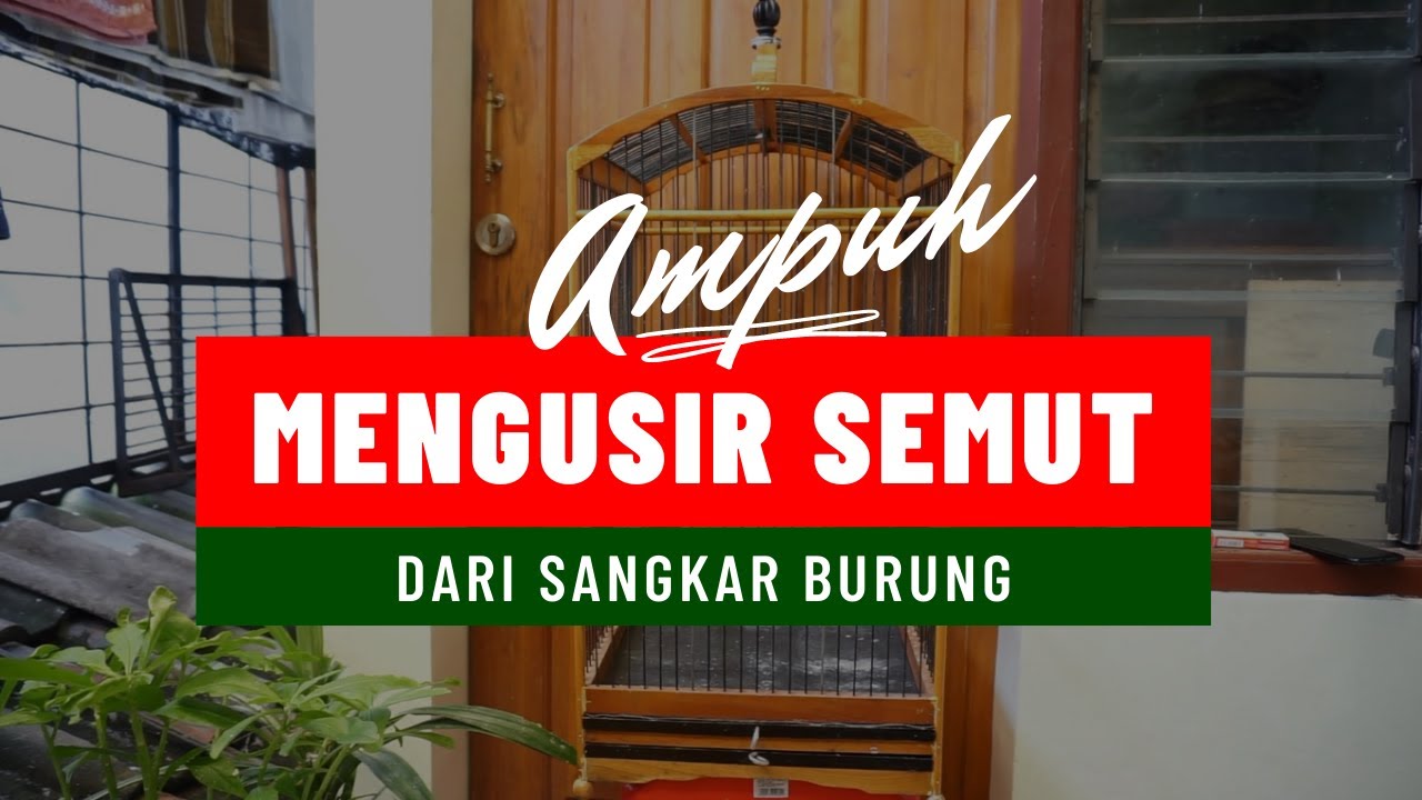 3 CARA MENGUSIR SEMUT DARI SANGKAR BURUNG