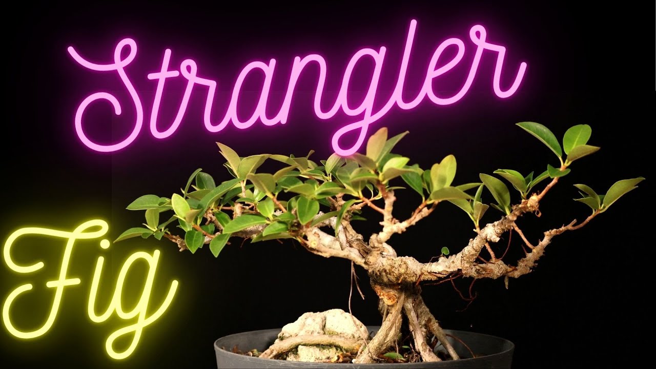 Dwarf African Strangler Bonsai. Ficus Natalensis. Strangler Fig. Root over Rock