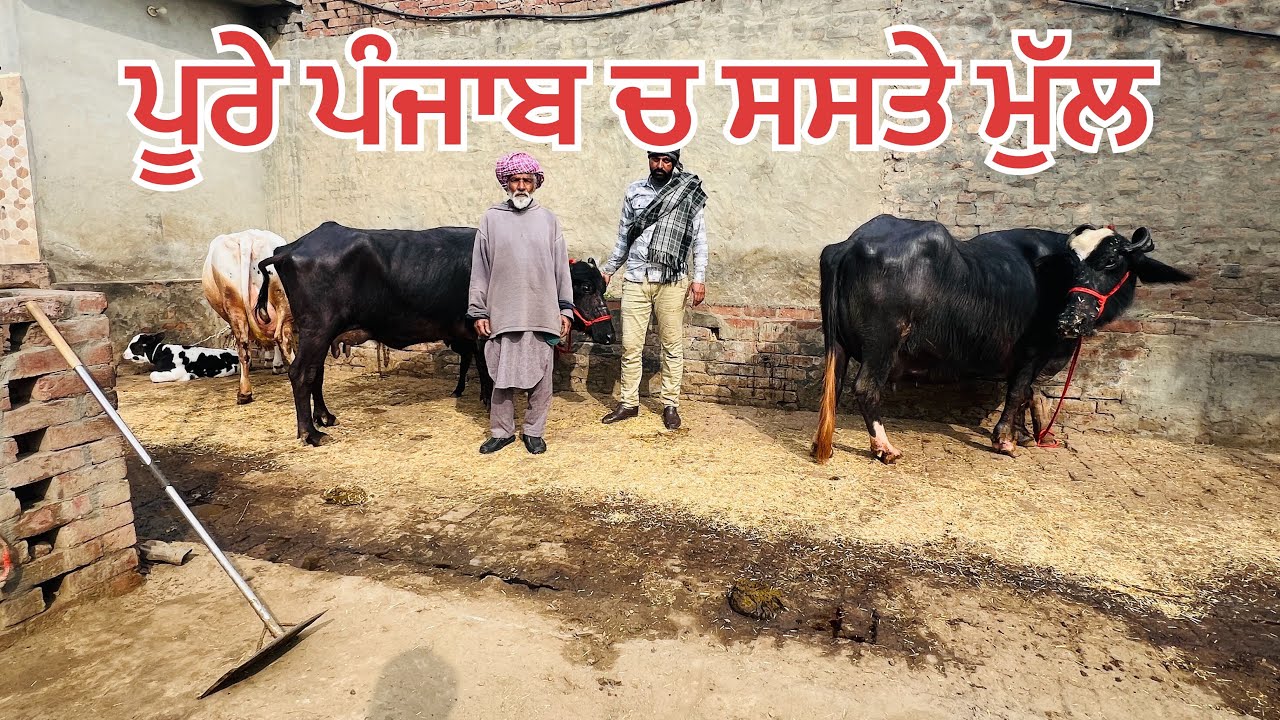 ਪੂਰੇ ਪੰਜਾਬ ਚ ਸਸਤੇ ਮੁੱਲ-1 ਵਹਿੜ-2 ਮੱਝਾਂ ਵਿਕਾਉ-1 cow-2 buffalo for sale #brardairyfarmmoga 
